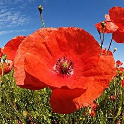 ayx体育在线登录下载手机版